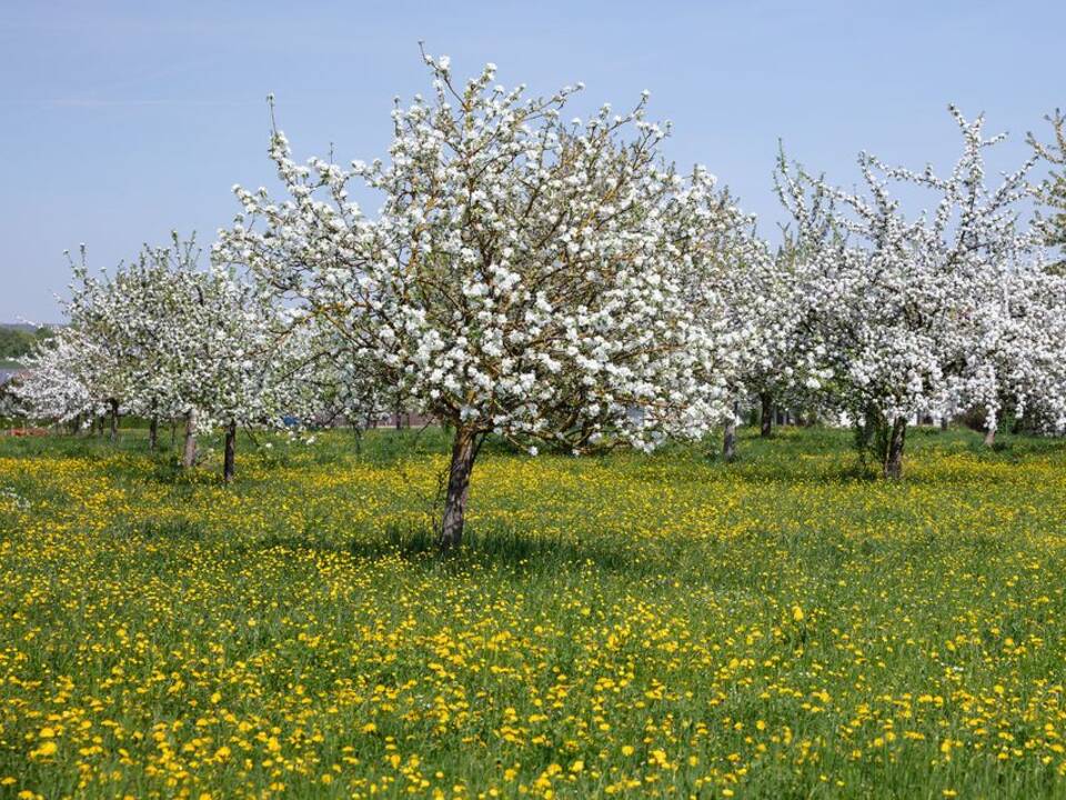 Blühende Obstbäume in der Streuobstwiese (c) Adobe Stock.
