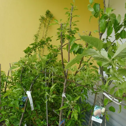 Biodiversitätsaktion KLAR! Region Schöcklland
